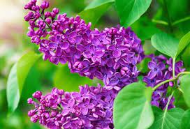 lilas commun